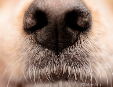 breathing problems in dogs breathing problems in dogs and cats dyspnea breathing problems in dogs breathing problems in dogs and cats dyspnea
