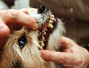 Do dogs' teeth grow back?