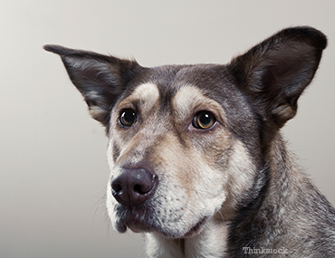 What Are Dogs With Multiple Breeds Called What Are Dogs With Multiple Breeds Called