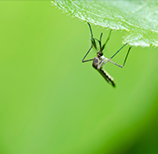 How Can I Protect My Dog From Mosquito Bites How Can I Protect My Dog From Mosquito Bites