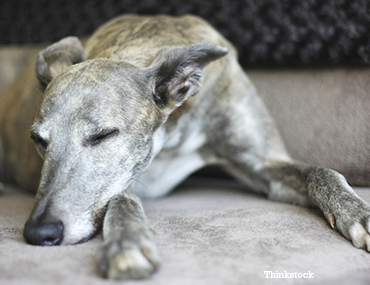 Dog Laying Down