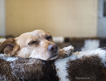 Dog Laying Down