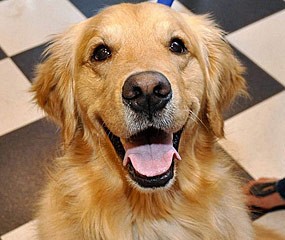 what causes sneezing in dogs canine cryptococcosis a fungal infection inducing sneezing in dogs what causes sneezing in dogs canine cryptococcosis a fungal infection inducing sneezing in dogs
