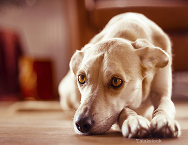 Can Dogs Get Cystitis Can Dogs Get Cystitis