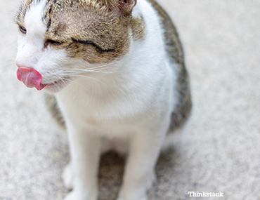 Did Your Cat Eat Something Weird?