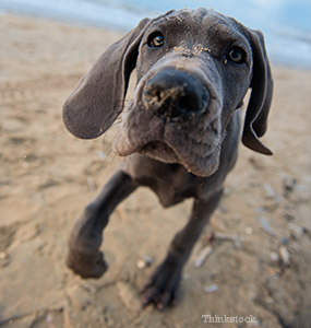 puppy growing pains do dogs experience growing pains panosteitis in dogs puppy growing pains do dogs experience growing pains panosteitis in dogs