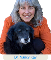 sards in dogs sudden acquired retinal degeneration sards in dogs sards in dogs sudden acquired retinal degeneration sards in dogs