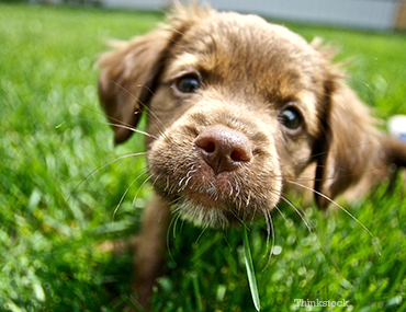 Puppy Close Up