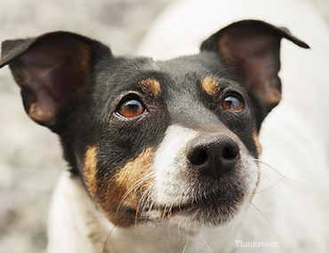 Dog Close Up