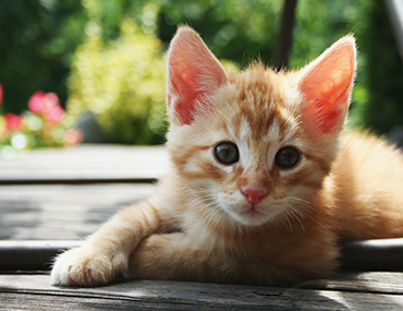 Cat Laying Down