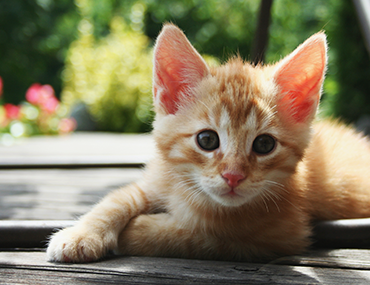 Ear Mites in Cats - Ear Problems & A Cause of Black Earwax ...