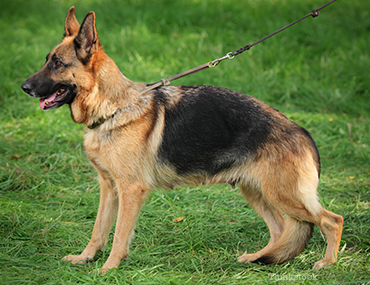 Dog On Leash