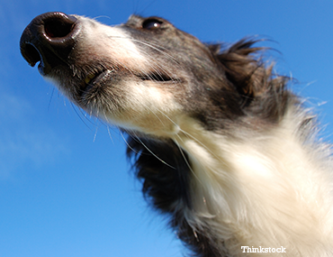 Dog and Cat Nose Bleeds: Epistaxis Dog and Cat Nose Bleeds: Epistaxis