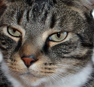 Cat Virus
