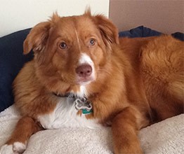 fibrosarcoma in dogs canine fibrosarcoma tumors in dogs fibrosarcoma in dogs canine fibrosarcoma tumors in dogs