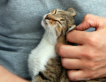 Kitten Getting Pet