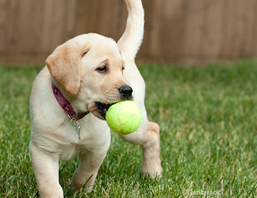Dog Will Not Eat Or Drink And Is Vomiting Dog Will Not Eat Or Drink And Is Vomiting