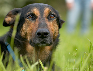 Dog in Grass