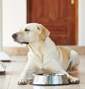 can diuretics cause kidney failure in dogs