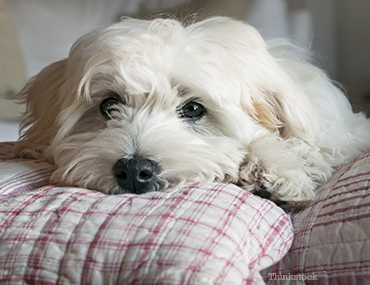 rickets in dogs hypocalcemia in dogs rickets in dogs hypocalcemia in dogs