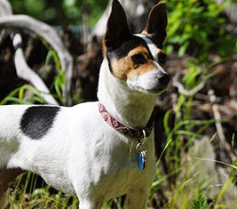insulinoma in dogs canine insulinoma a tumor in the pancreas insulinoma in dogs canine insulinoma a tumor in the pancreas