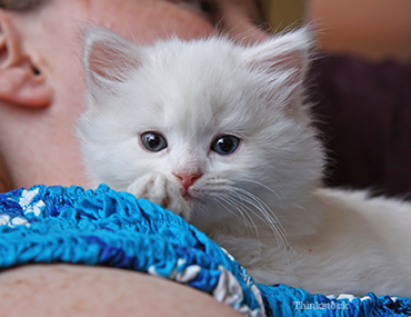 White Kitten