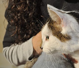 Should I Keep My Pregnant Cat Indoors Should I Keep My Pregnant Cat Indoors