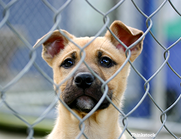 Puppy sticking his nose outside a cage