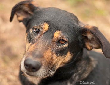 Dogs With Least Likely To Get Diseases Dogs With Least Likely To Get Diseases