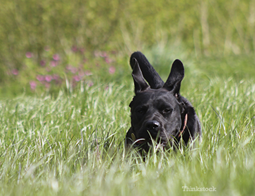 Dog in Grass