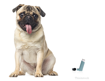 Flovent Side Effects In Dogs