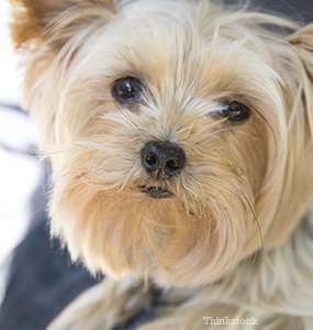 ple in dogs protein losing enteropathy ple in dogs ple in dogs protein losing enteropathy ple in dogs