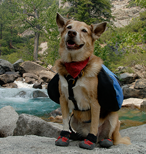 Dog Hiking