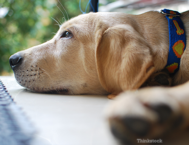 Dog laying down