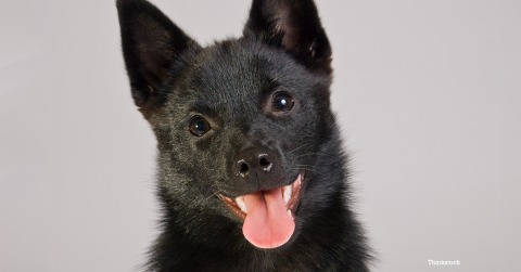 the schipperke