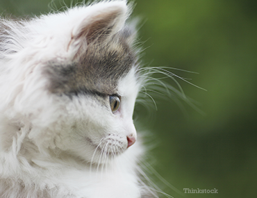 Cat Looking Down