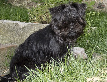 the affenpinscher