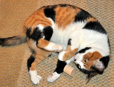 the american shorthair