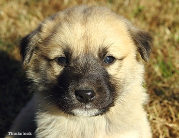 Anatolian Shepherd Puppy Weight Chart