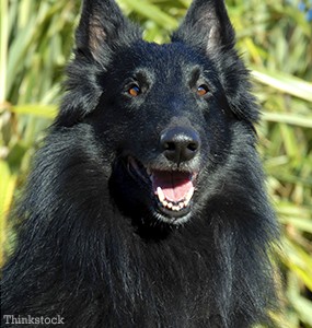 The Belgian Sheepdog