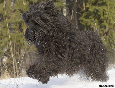 Black Russian Terrier Grooming Chart