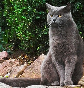 Stuart Little Cat Breed Stuart Little Cat Breed