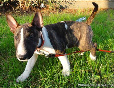 the miniature bull terrier