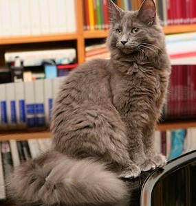 the norwegian forest cat