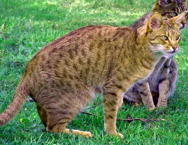 the ocicat