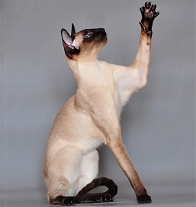 the siamese