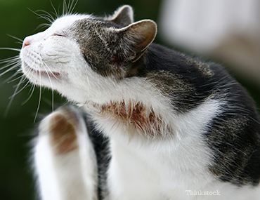 treatment for cat mange at home