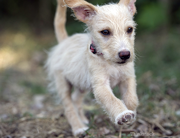 Puppy Running