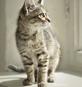 Cat Looking Out Window