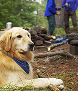 Can Dogs Get Giardia From Other Dogs Can Dogs Get Giardia From Other Dogs